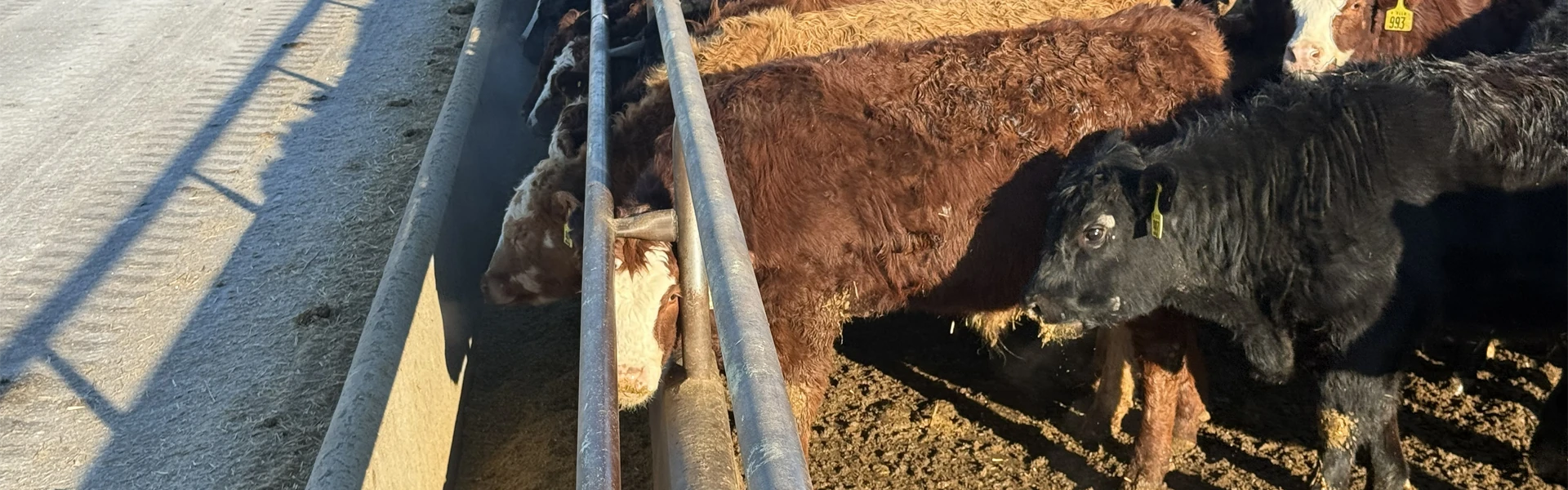 Accumix Cattle